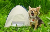 yawning-chihuahua-dog-sitting-near-camping-tent-20827415