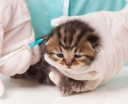 Little kitten getting a vaccine at the veterinary clinic close-up