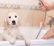 golden-retriever-puppy-shower-taking-home-47966713