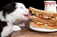 dog-eating-sandwich_-770x500