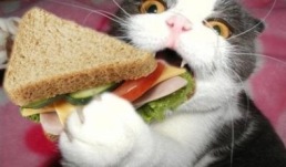 sandwich-cat